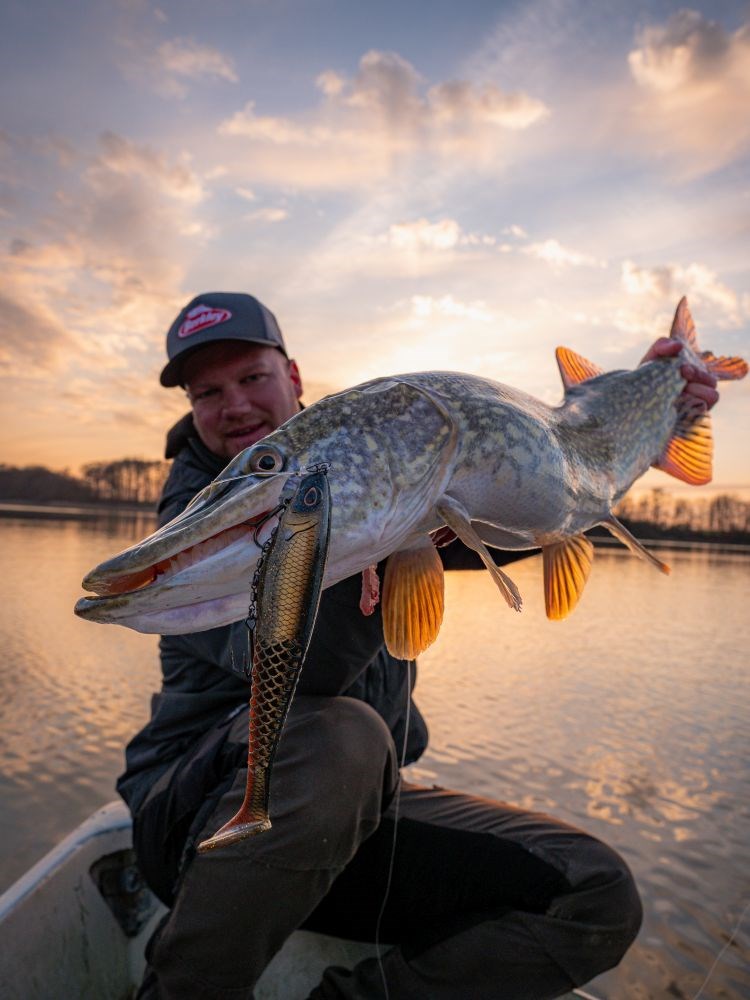 Berkley Gumová Nástraha PowerBait CullShad Deep Sinking Perch (2)